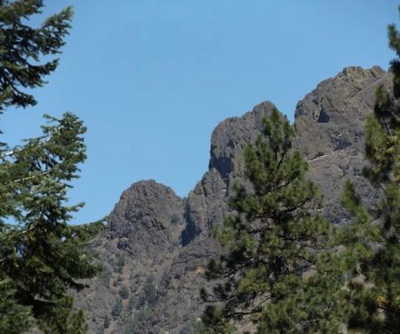 Billy Fields Forest Camp