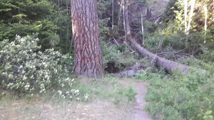 Billy Fields Forest Camp Picture 9