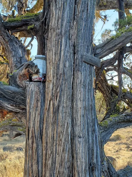 Frazier Springs Campground Picture 3