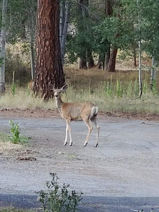 Frazier Springs Campground Picture 1