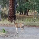 Frazier Springs Campground
