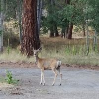 Frazier Springs Campground ico