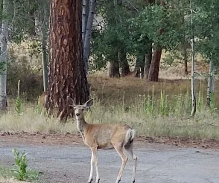 Frazier Springs Campground