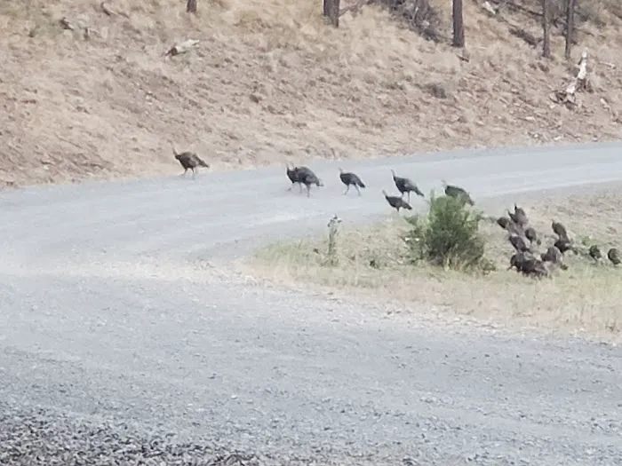 Frazier Springs Campground Picture 5