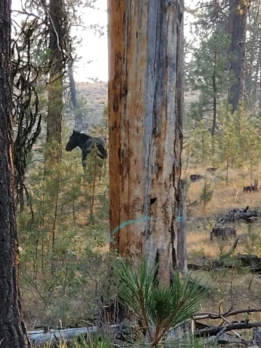 Frazier Springs Campground Picture 6