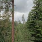 Mud Springs Horse Camp