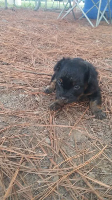 Jackson Mobile Village Exit 68 Picture 5