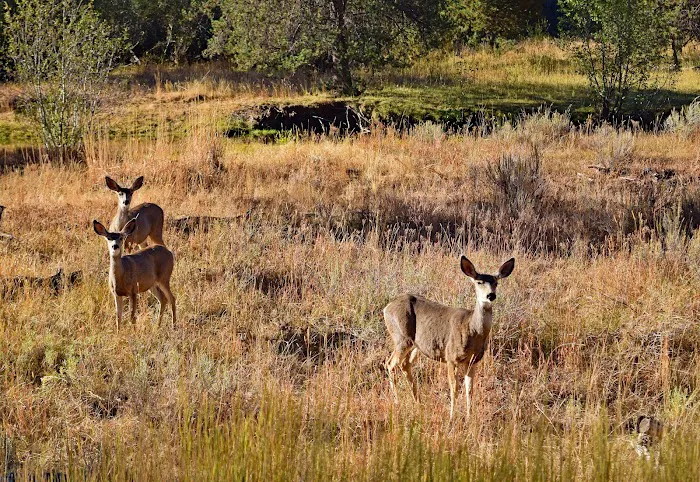 Wolf Creek Industrial Campground Picture 2