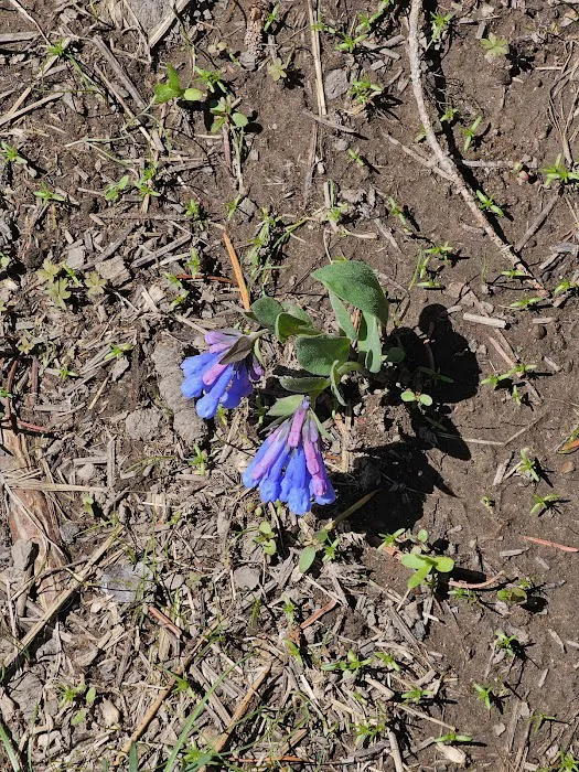 Cottonwood Campground Picture 1