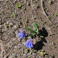 Cottonwood Campground ico