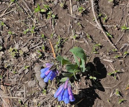 Cottonwood Campground