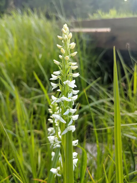 Walton Lake Picture 4