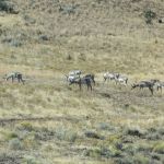 Ochoco Forest Camp and Pavilion