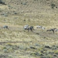 Ochoco Forest Camp and Pavilion ico