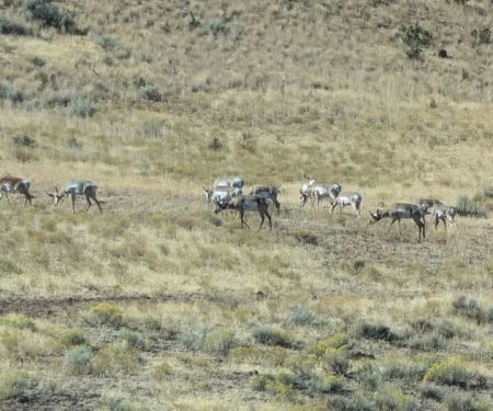Ochoco Forest Camp and Pavilion
