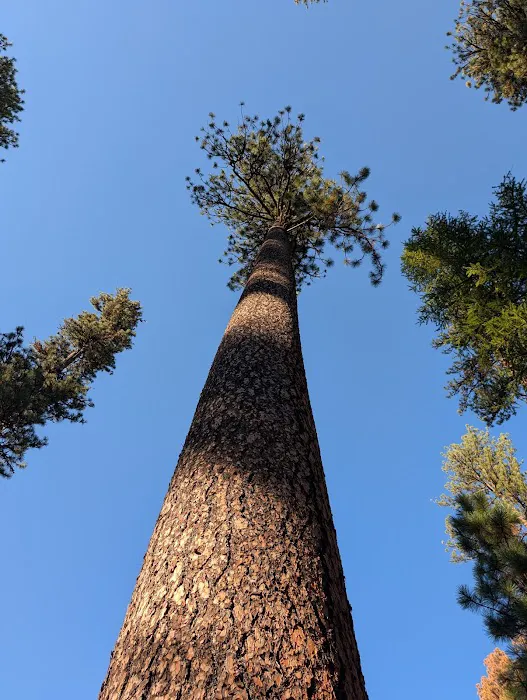 Ochoco Divide Campground Picture 10