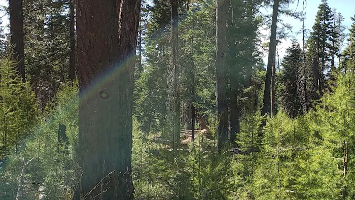 Whistler Campground Picture 2