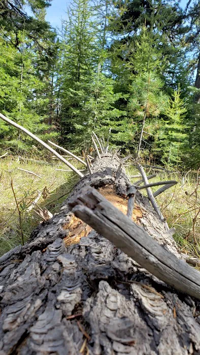 Whistler Campground Picture 5