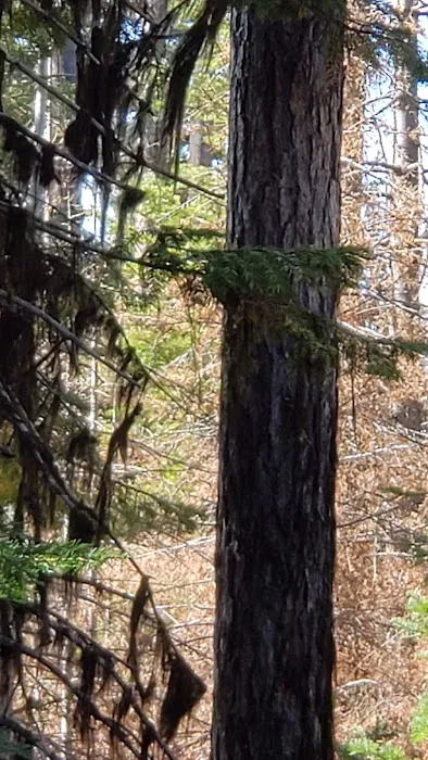 Whistler Campground Picture 4