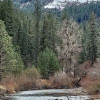 Bingham Springs Campground ico