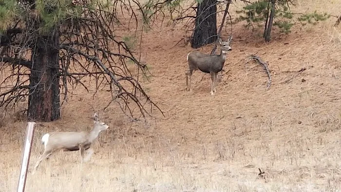 Burnt Ranch Campground Picture 6