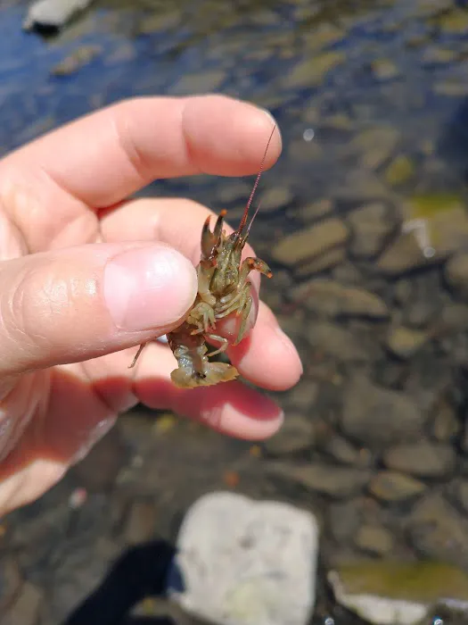 Service Creek Campground and Boat Launch Picture 6