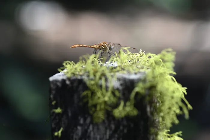 Wiley Flat Campground Picture 7