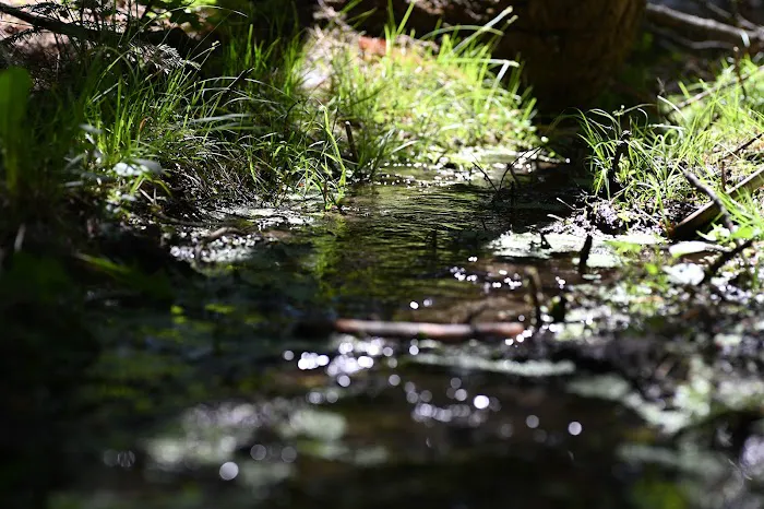 Wiley Flat Campground Picture 9