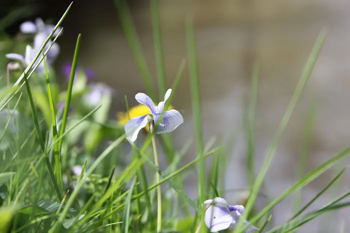 Spring Creek Campground Picture 2
