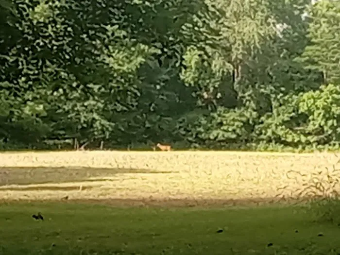 Spring Creek Campground Picture 9