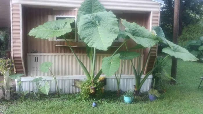 Rose Creek Mobile Home Park Picture 2