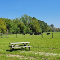 Red Rooster RV Park ico