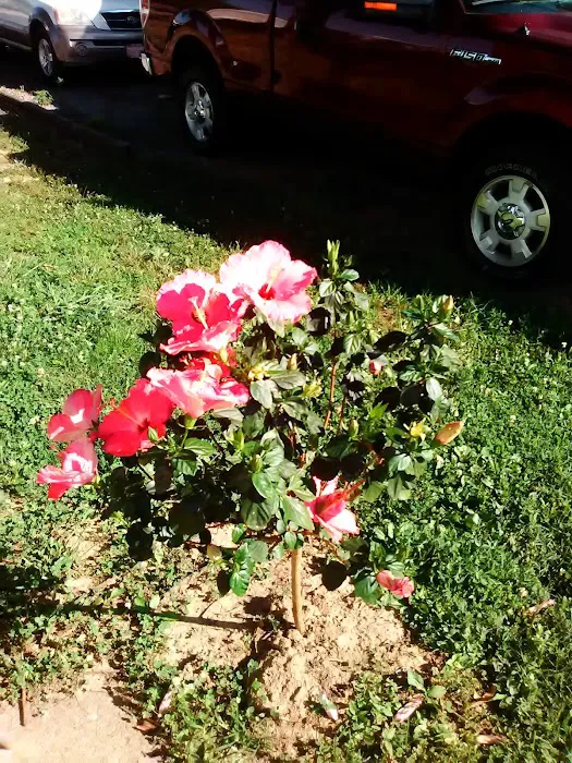 Southwood Pointe Mobile Home Park Picture 2