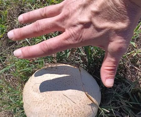 Bar X Mobile Home Park