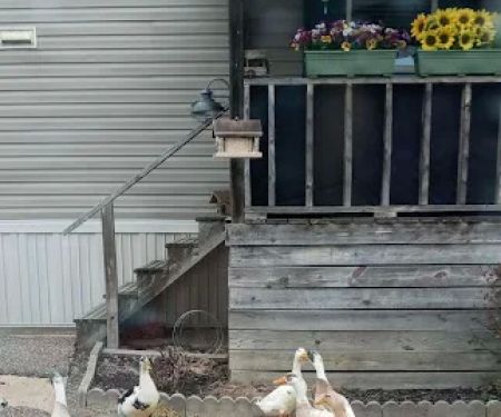 Pine Grove Mobile Home Park