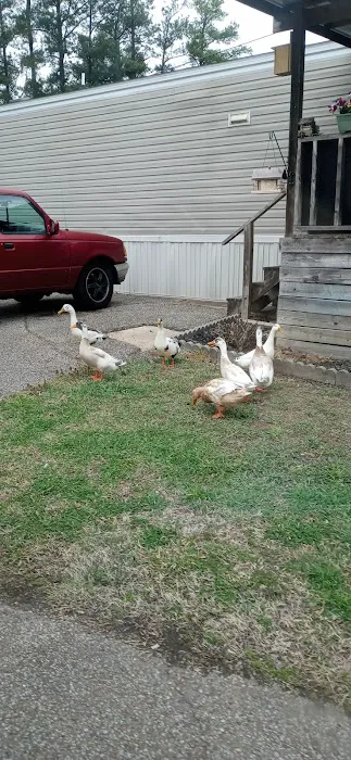 Pine Grove Mobile Home Park Picture 4