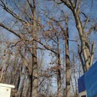 Twin Circle Park ico