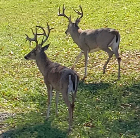 Midway RV Park Picture 1