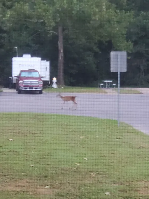 Midway RV Park Picture 10