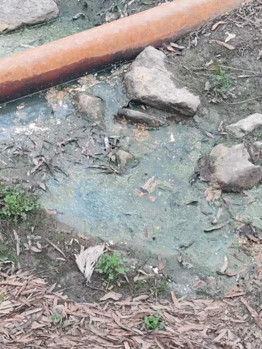 Shady Oaks (TN) Picture 7