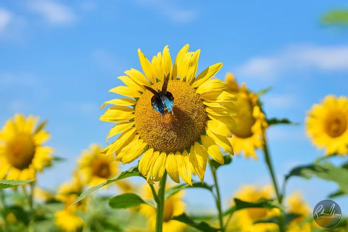 Agricenter International RV Park Picture 8