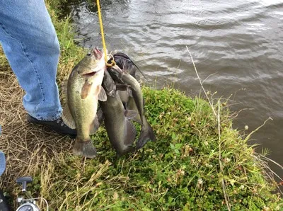 Cook's Lake RV Resort and Campground Picture 8