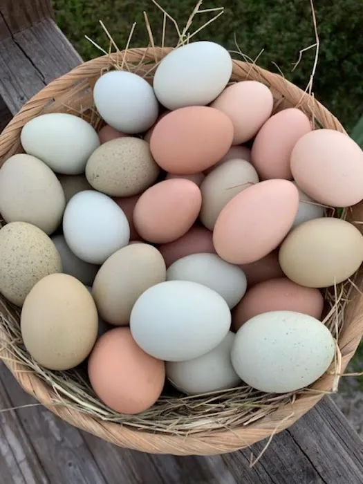 Shady Oaks RV & Mobile Home Park Picture 10