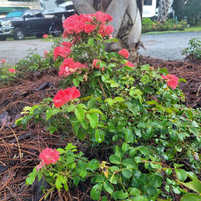 Manatee Springs RV Park Picture 5