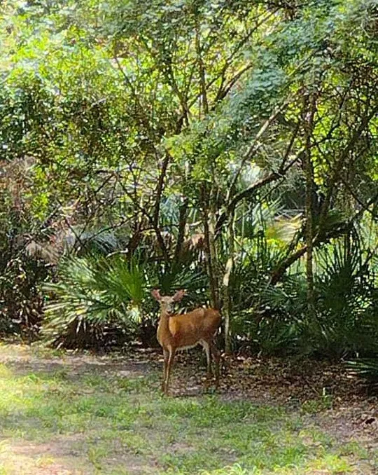 Manatee Springs RV Park Picture 10