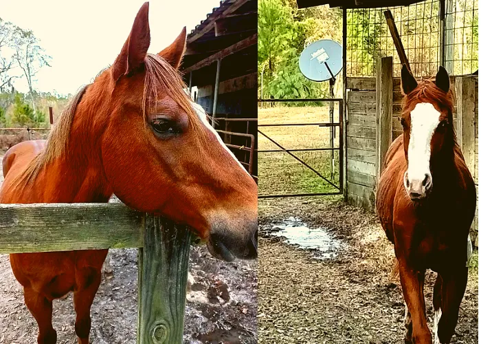 D&R RV Park and Equine Training Center Picture 3