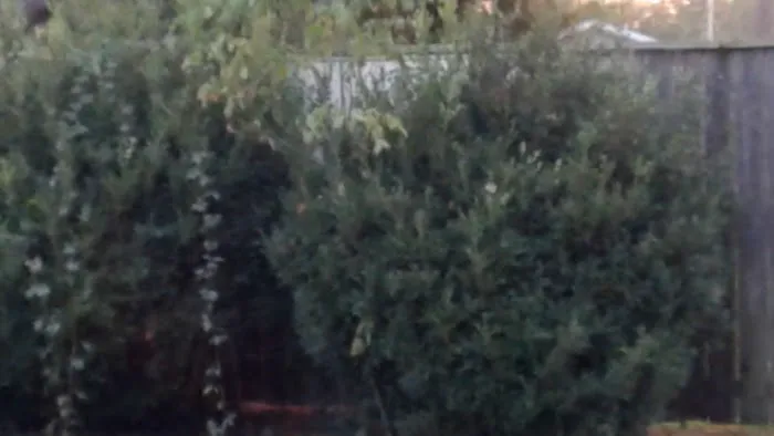 Forest Park Picture 7