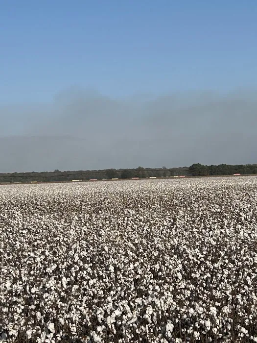 Whispering Oaks Rv Park Picture 6