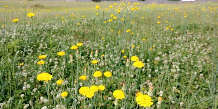 EZ Daze RV Park Picture 7