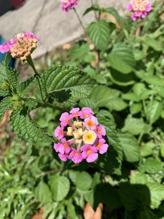 Lindale Mobile Home Park Picture 3